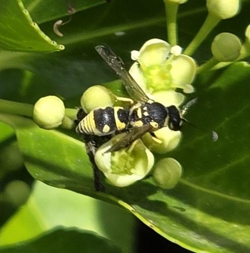 Eumeninae